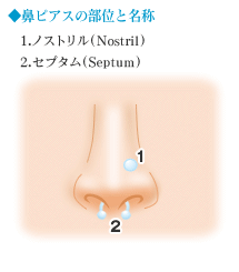 ◆鼻ピアスの部位と名称
